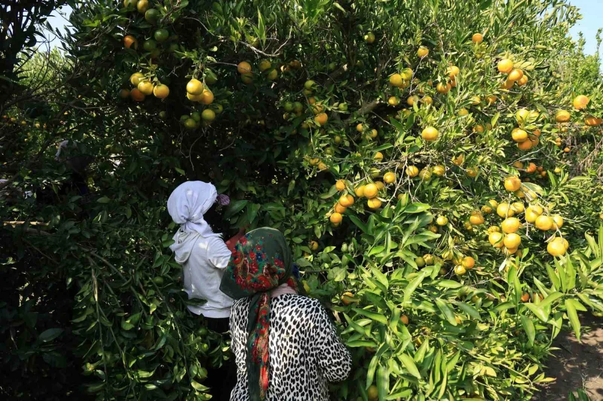 Adana'da mandalina dalında 3 liraya kadar geriledi
