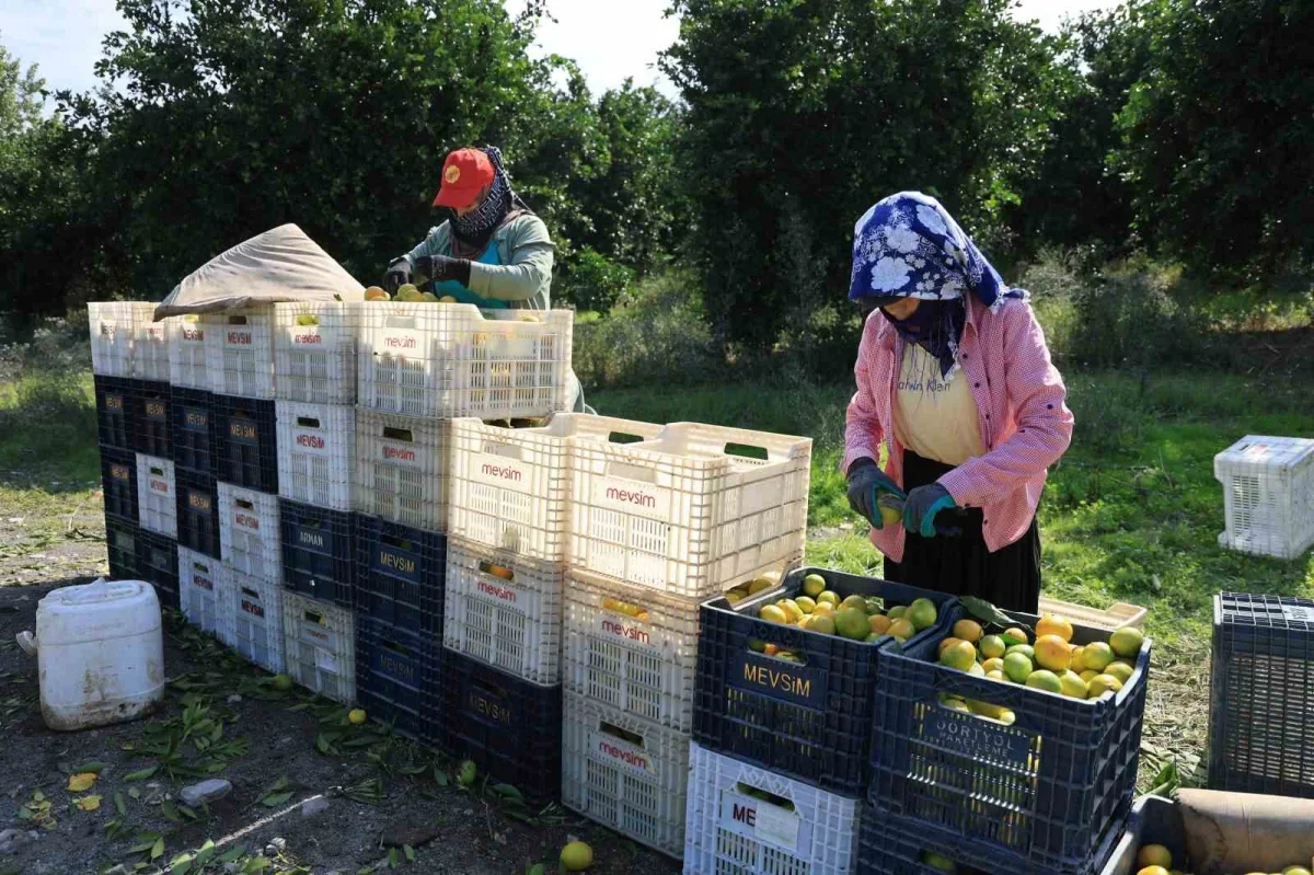 Adana'da mandalina dalında 3 liraya kadar geriledi