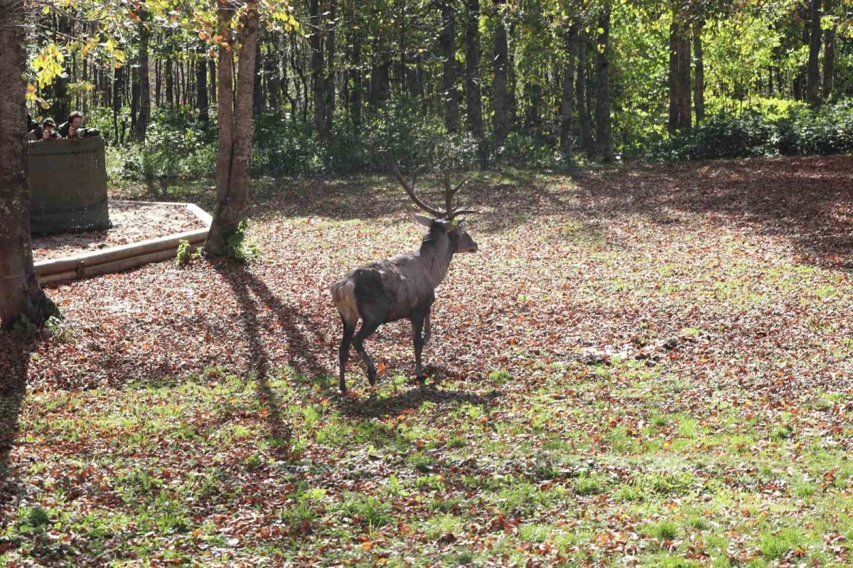 Kuzuyayla'da 9 kızıl geyik daha doğaya salındı