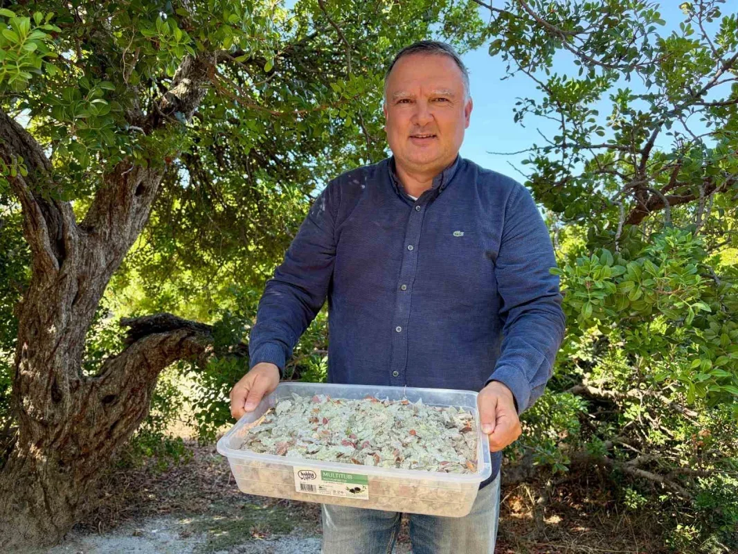 Çeşme damla sakızında hasat sürüyor, kilosu 50 bin TL