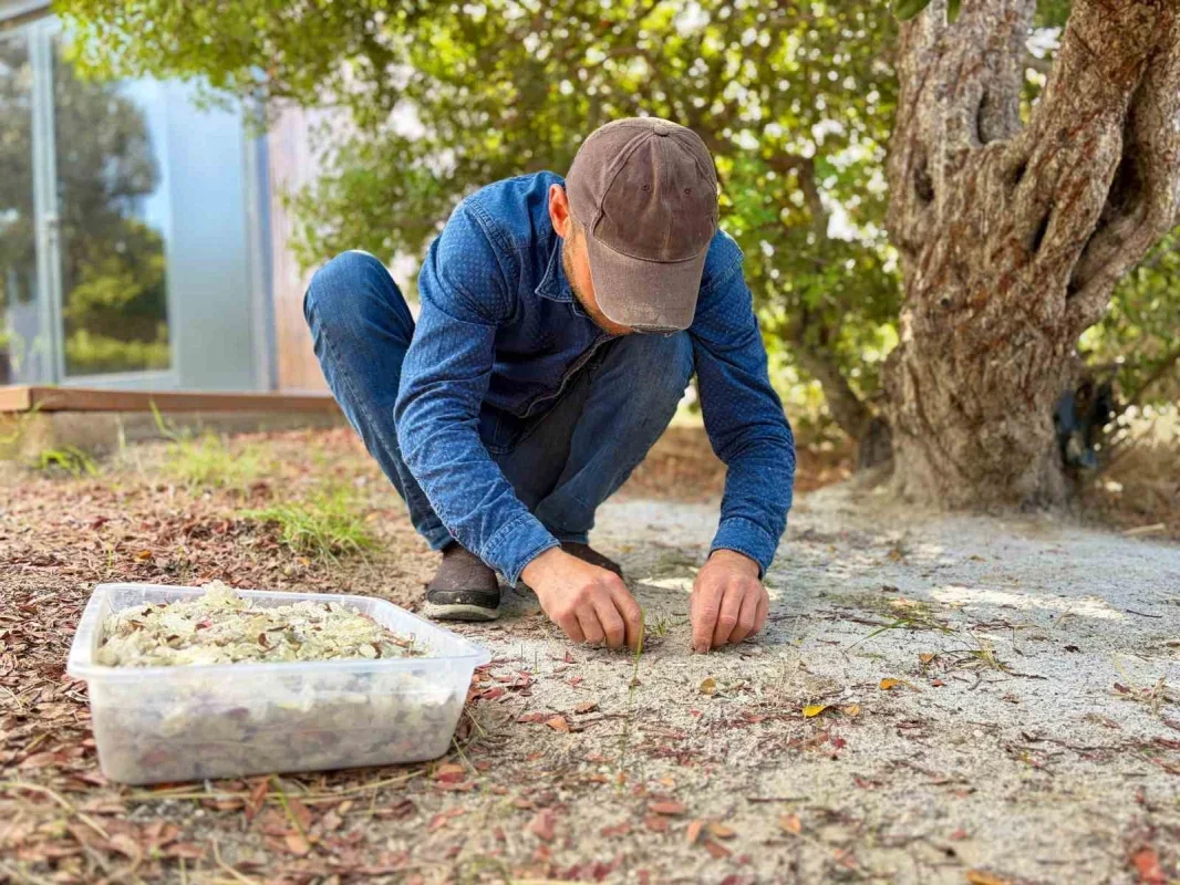 Çeşme damla sakızında hasat sürüyor, kilosu 50 bin TL