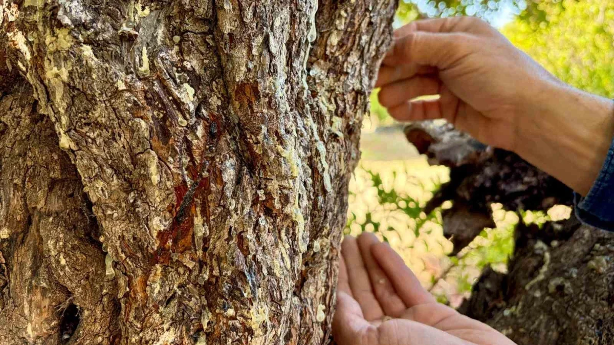 Çeşme damla sakızında hasat sürüyor, kilosu 50 bin TL