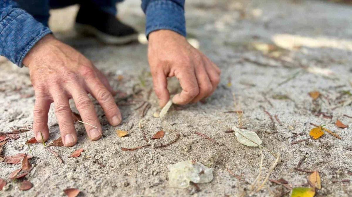 Çeşme damla sakızında hasat sürüyor, kilosu 50 bin TL
