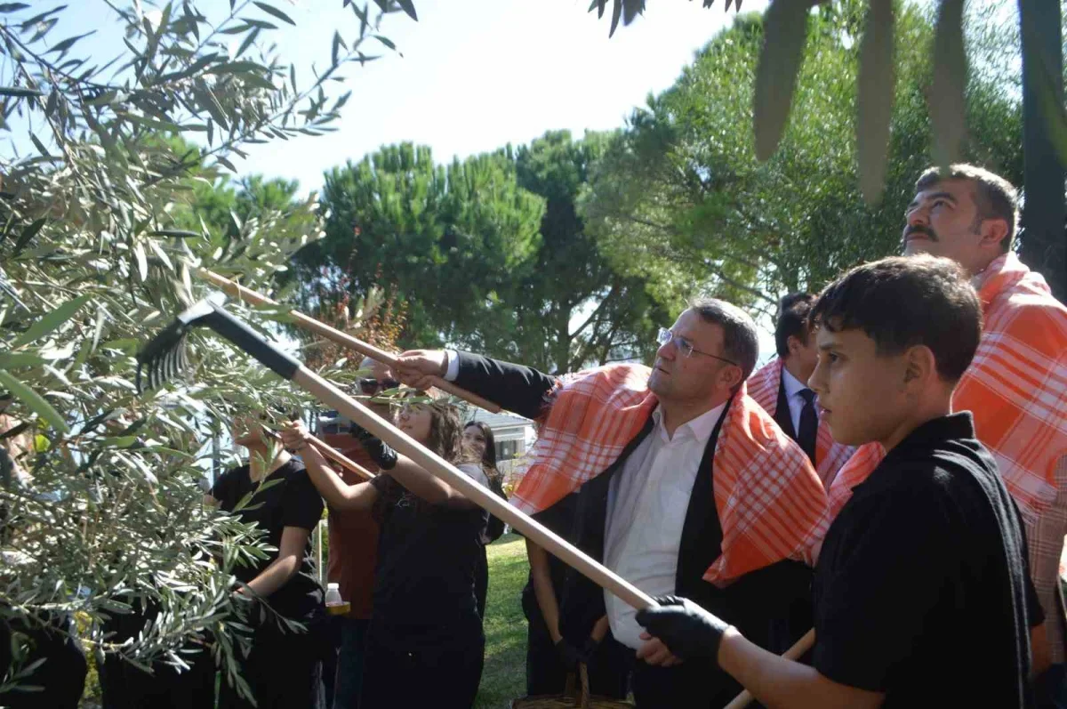Ayvalık Zeytin Hasat Festivali'nde geleneksel üretim