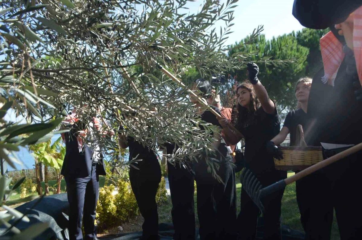 Ayvalık Zeytin Hasat Festivali'nde geleneksel üretim