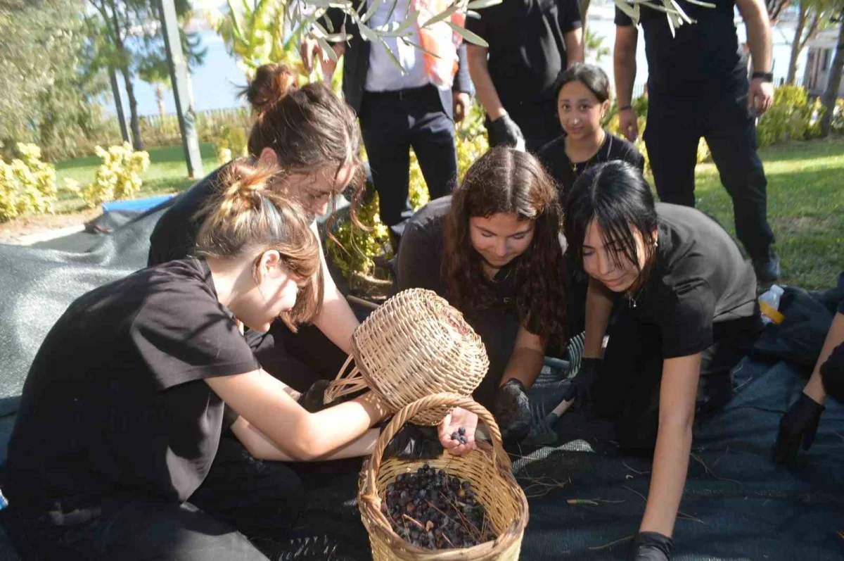 Ayvalık Zeytin Hasat Festivali'nde geleneksel üretim