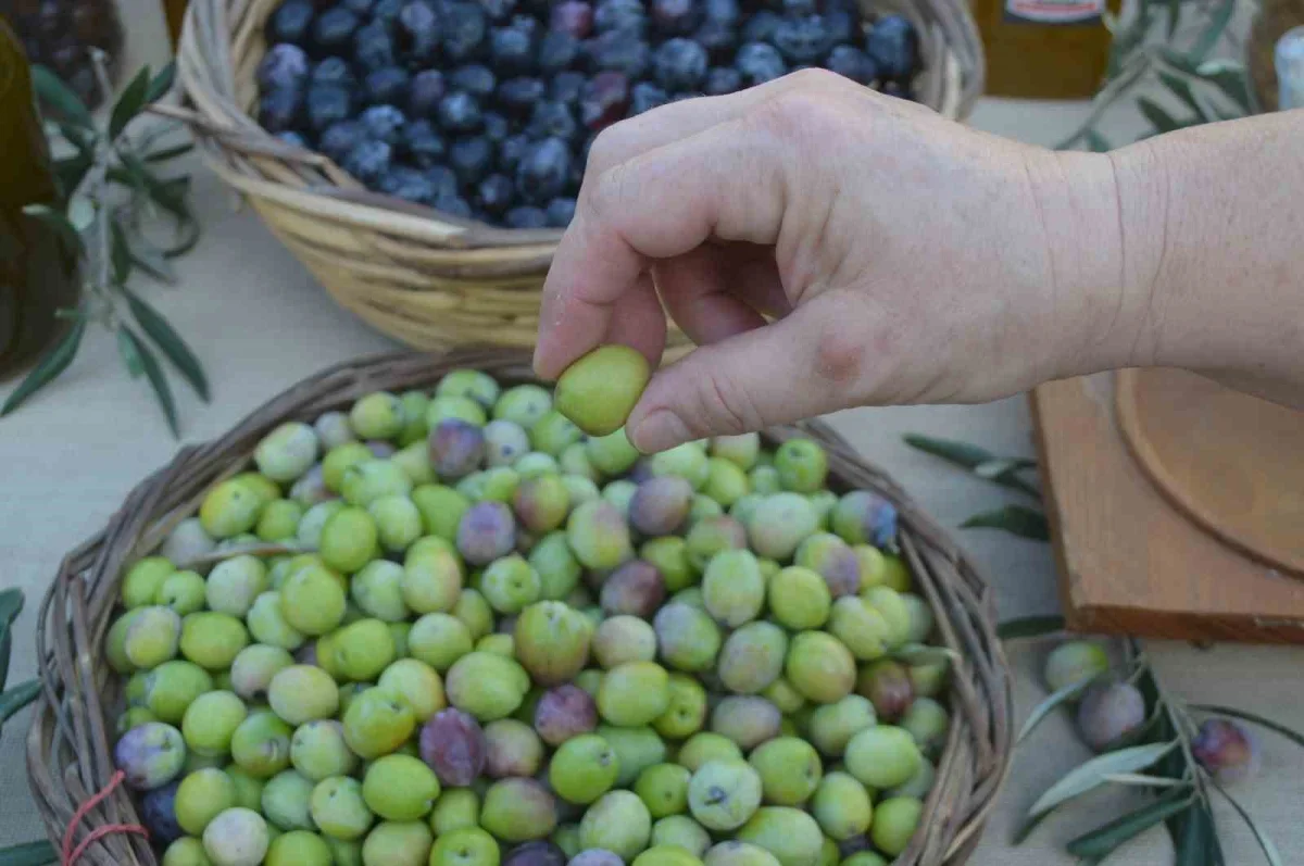 Ayvalık Zeytin Hasat Festivali'nde geleneksel üretim