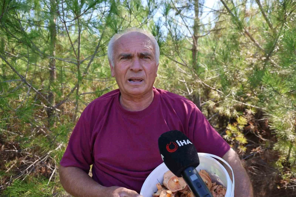 Kozan'da kanlıca mantarı bolluğu, kilosu 300 TL
