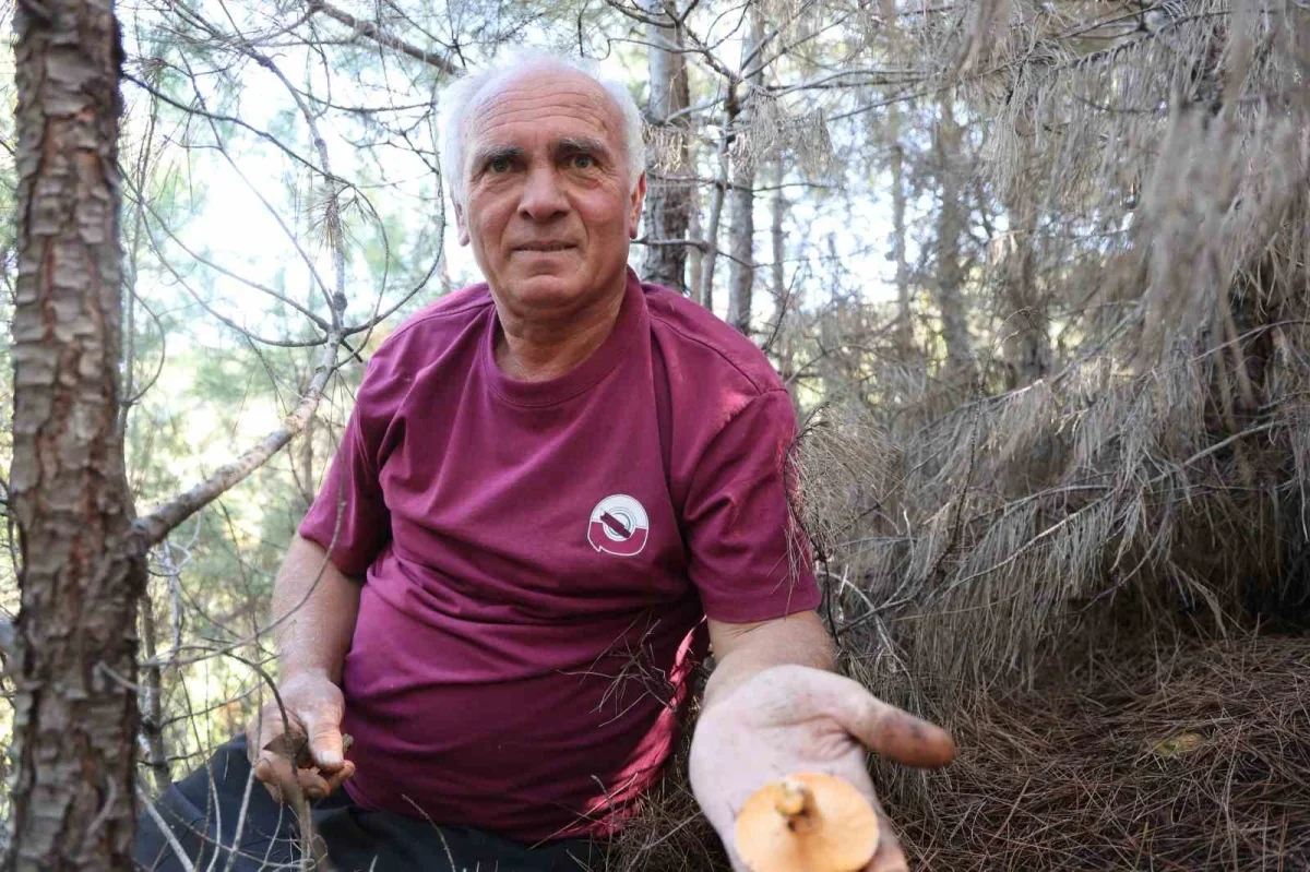 Kozan'da kanlıca mantarı bolluğu, kilosu 300 TL