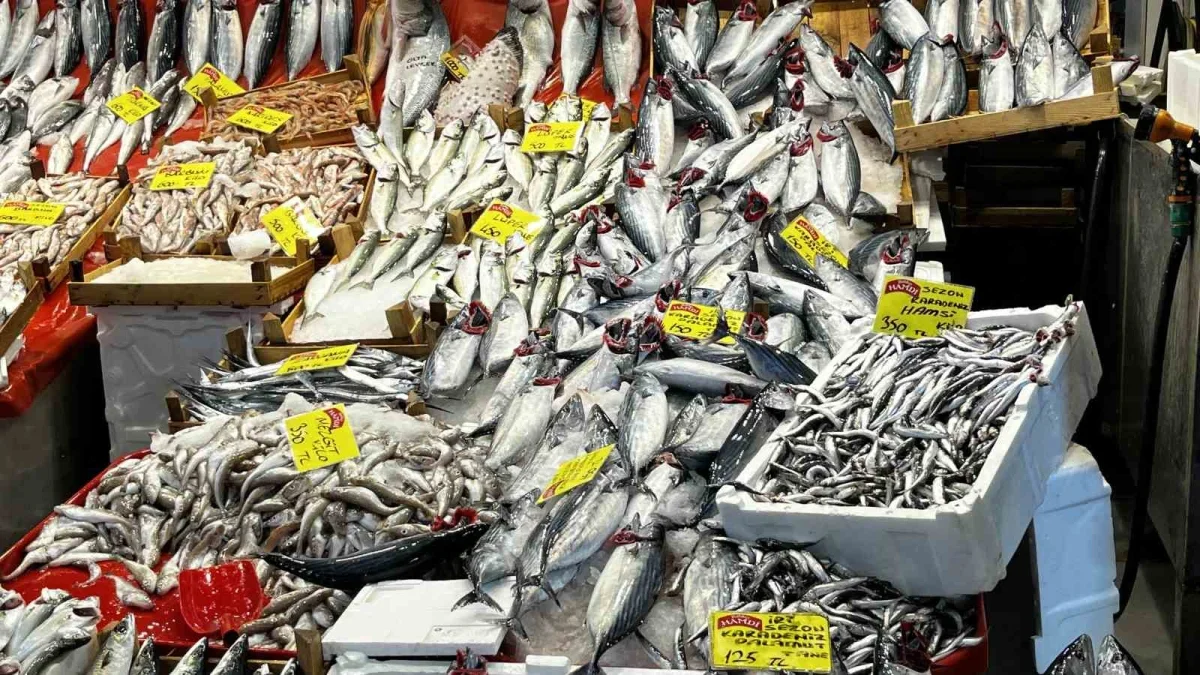 Kocaeli'de balık fiyatları: Palamut 125, lüfer 450 lira