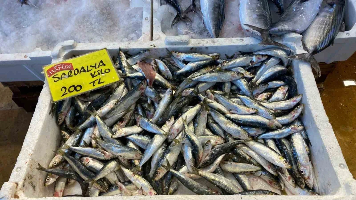 Kocaeli'de balık fiyatları: Palamut 125, lüfer 450 lira