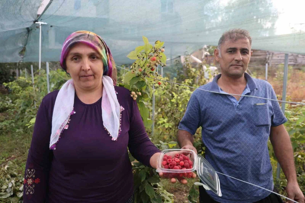 Saimbeyli'de ahududu yetiştiriyor, kilosu 500 lira