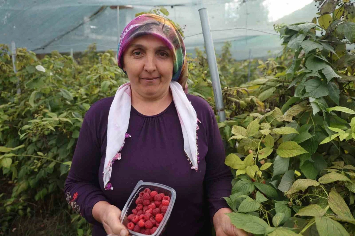 Saimbeyli'de ahududu yetiştiriyor, kilosu 500 lira