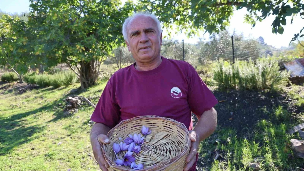 Adana Kozan'da safran hasadı başladı: Gramı 900 TL