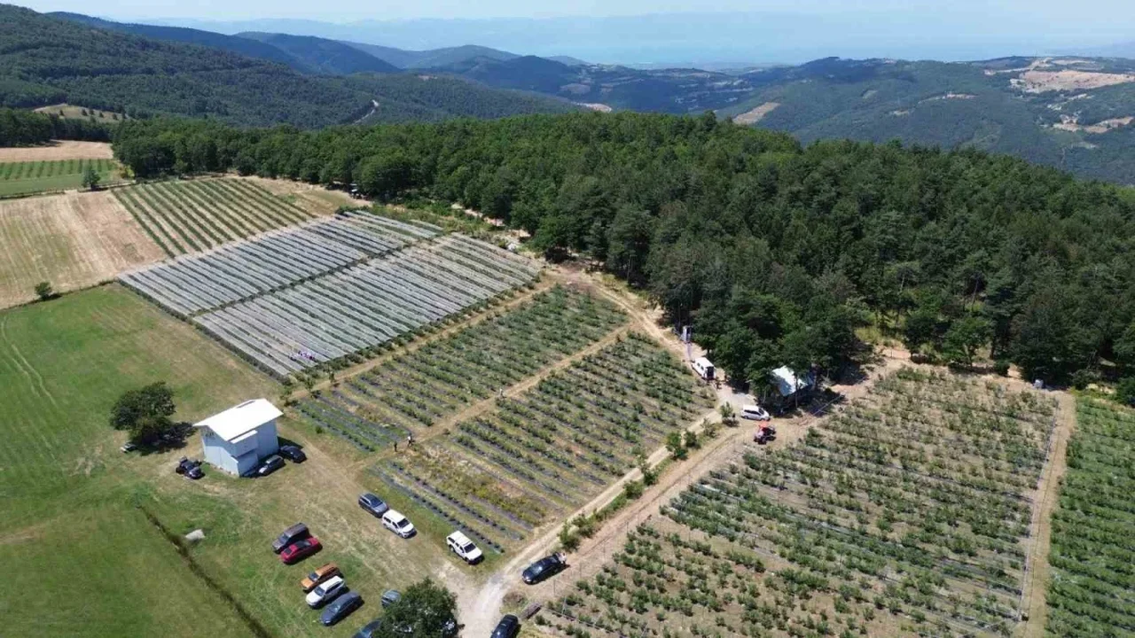 Bursa yaban mersini için yol haritası hazırlanıyor