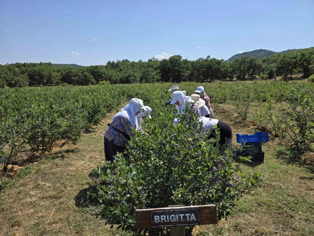 Bursa yaban mersini için yol haritası hazırlanıyor