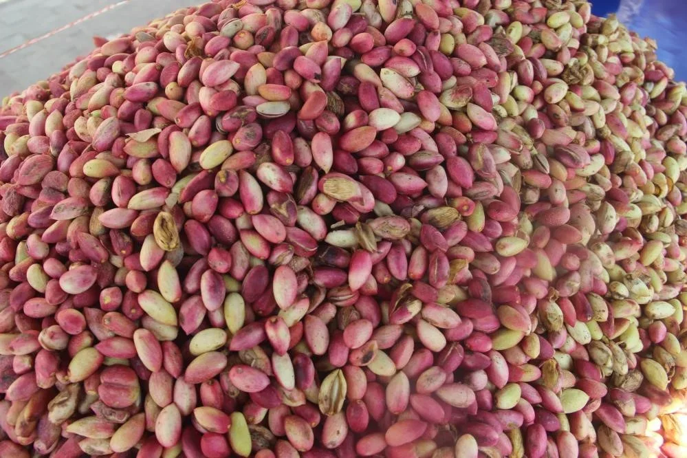 Antep fıstığında don etkisi sürüyor, rekolte 130 bin ton
