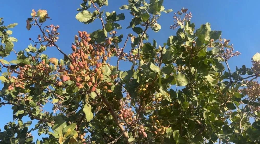 Antep fıstığında don etkisi sürüyor, rekolte 130 bin ton