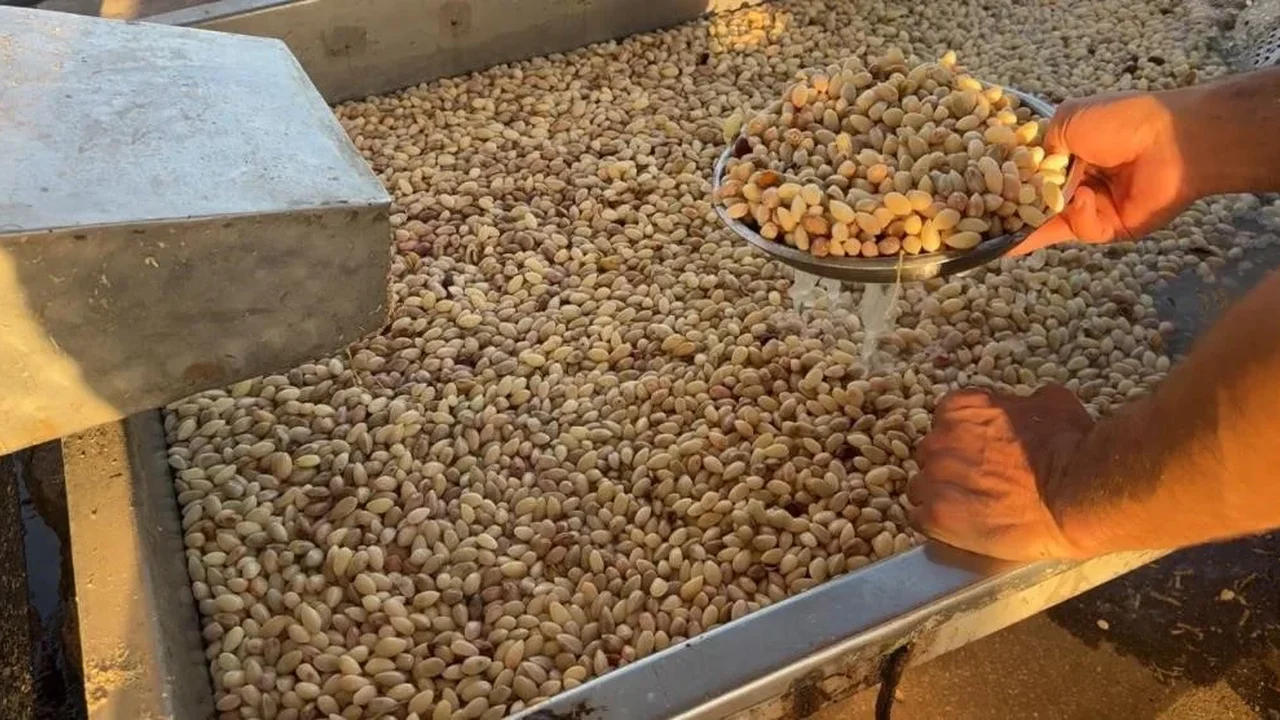 Antep fıstığında don etkisi sürüyor, rekolte 130 bin ton