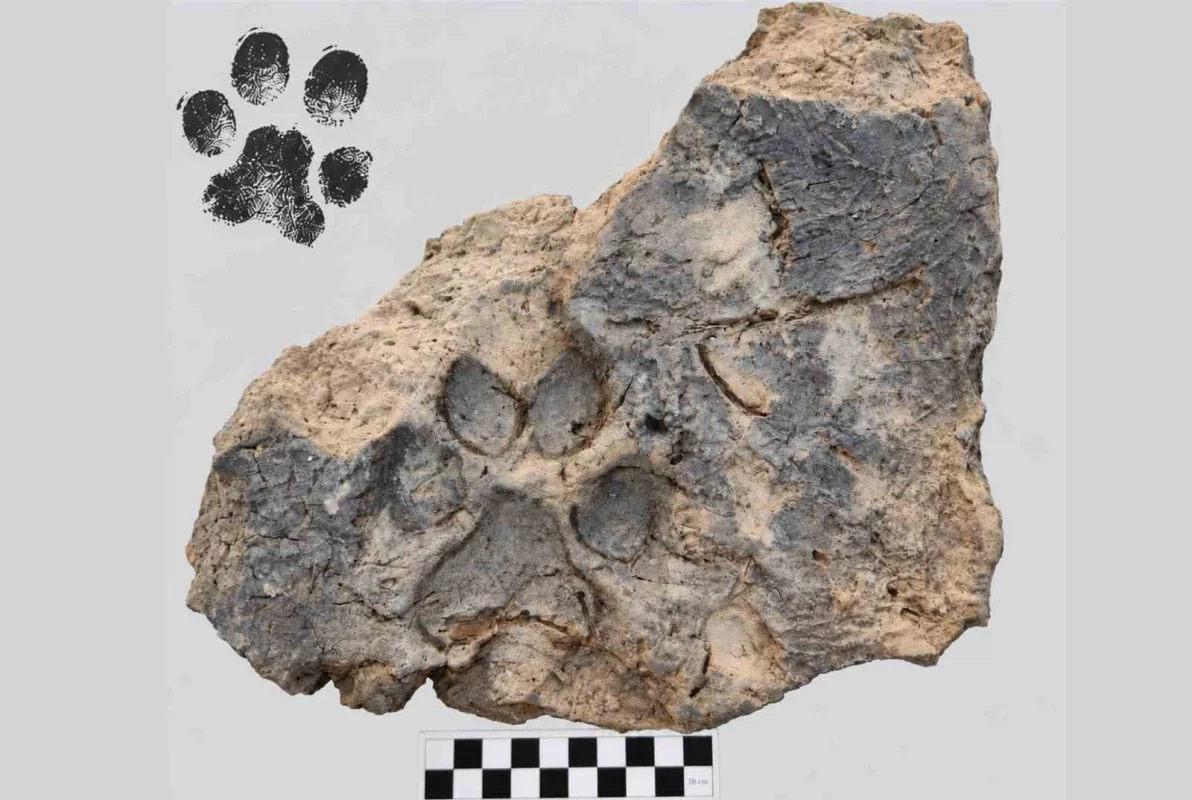 Tavşanlı Höyük'te 4 bin yıllık köpek pati izleri bulundu