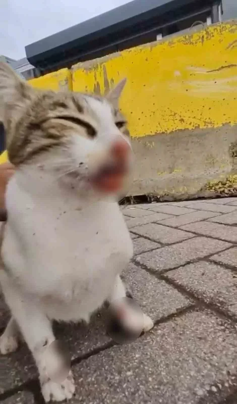 Körfez'de rapalaya takılan kediyi balıkçı kurtardı