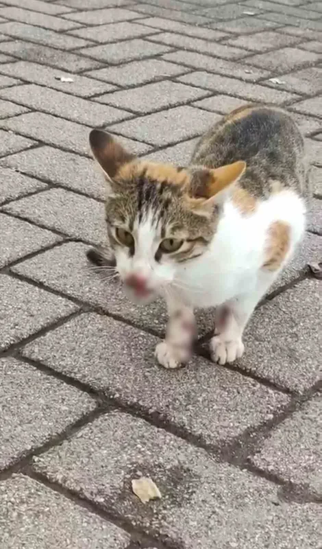 Körfez'de rapalaya takılan kediyi balıkçı kurtardı