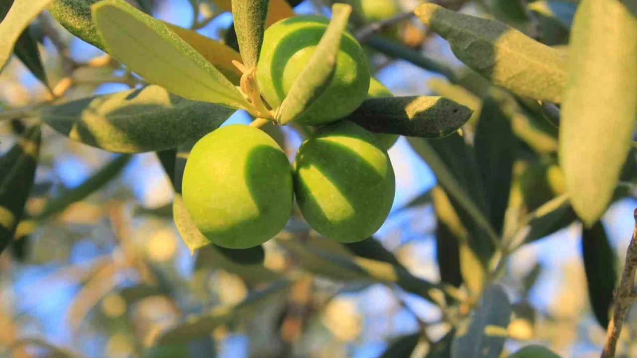 Gemlik'te yağlık zeytinin kilogram maliyeti açıklandı
