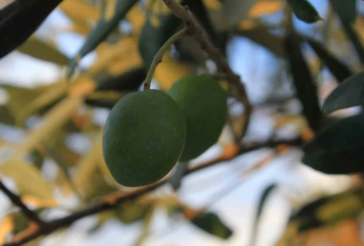 Gemlik'te yağlık zeytinin kilogram maliyeti açıklandı