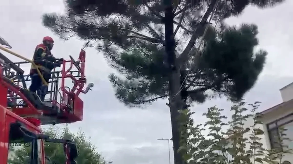 Ayvalık'ta ağaçta mahsur kalan kediyi itfaiye kurtardı
