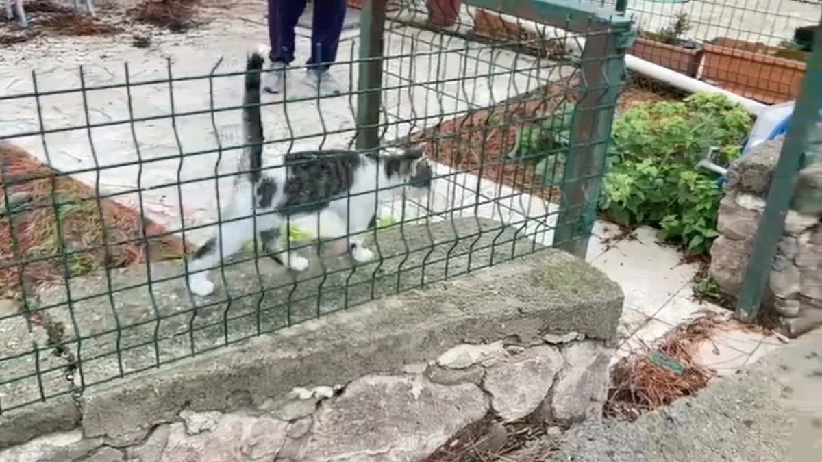 Ayvalık'ta ağaçta mahsur kalan kediyi itfaiye kurtardı