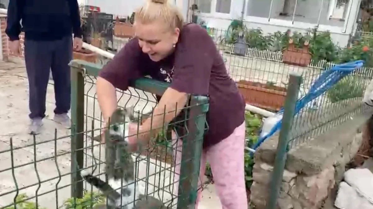 Ayvalık'ta ağaçta mahsur kalan kediyi itfaiye kurtardı