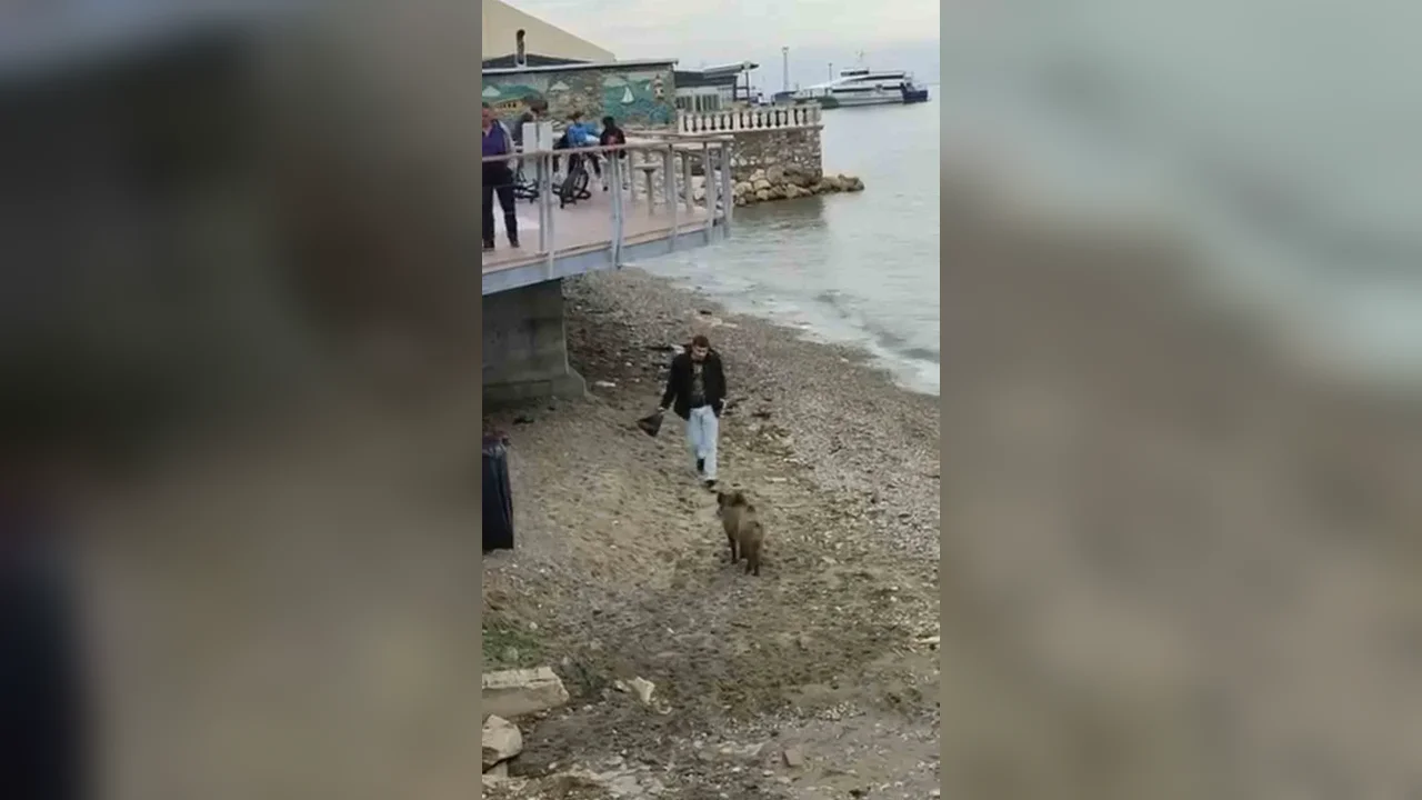 Mudanya sahiline inen domuz iğneye rağmen yoluna devam etti