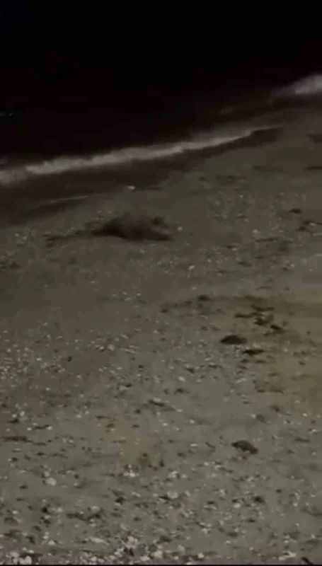 Mudanya sahiline inen domuz iğneye rağmen yoluna devam etti