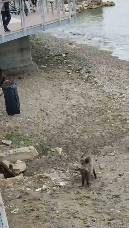 Mudanya sahiline inen domuz iğneye rağmen yoluna devam etti