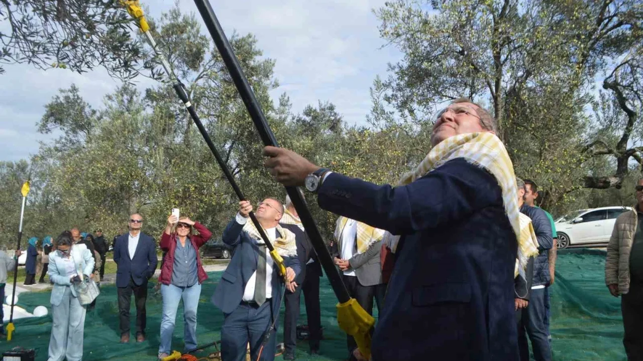 Ayvalık'ta 21. Zeytin Festivali'nde hasat yapıldı