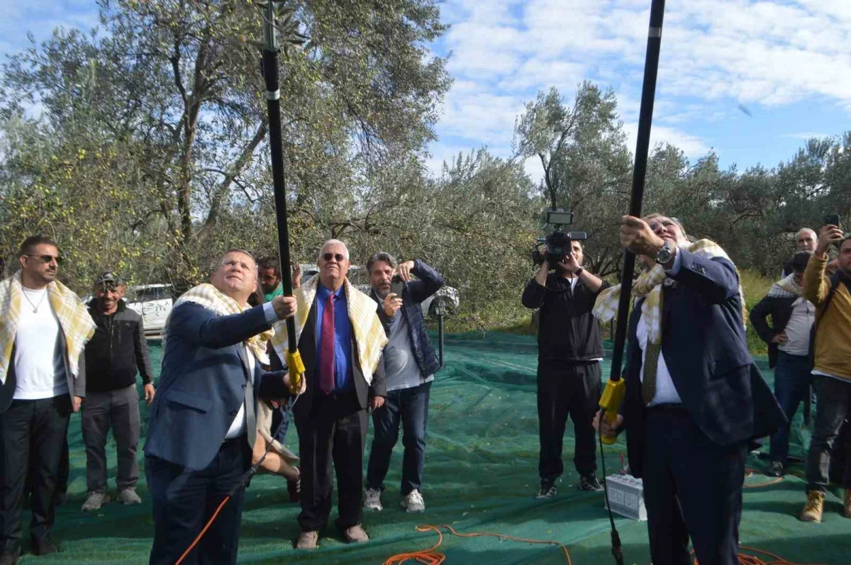 Ayvalık'ta 21. Zeytin Festivali'nde hasat yapıldı