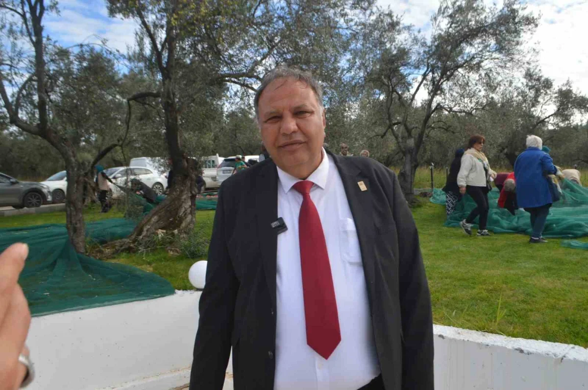 Ayvalık'ta 21. Zeytin Festivali'nde hasat yapıldı