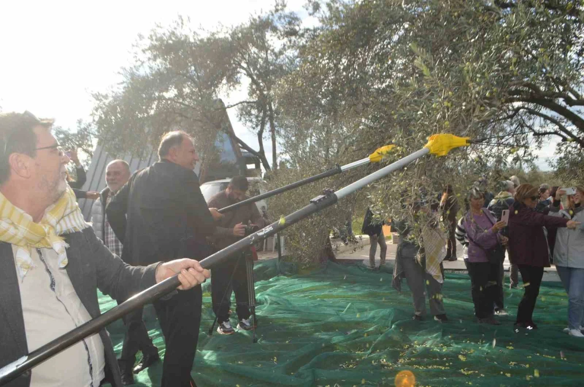 Ayvalık'ta 21. Zeytin Festivali'nde hasat yapıldı
