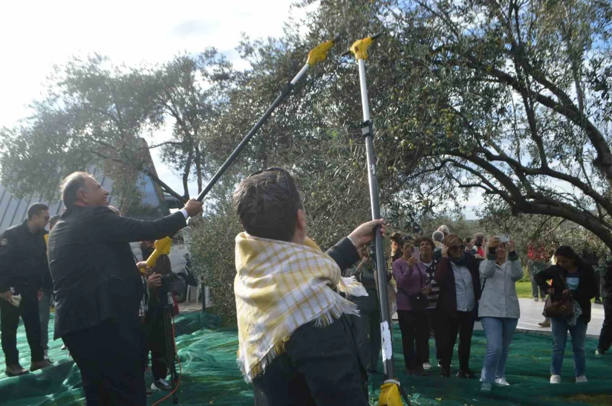 Ayvalık'ta 21. Zeytin Festivali'nde hasat yapıldı