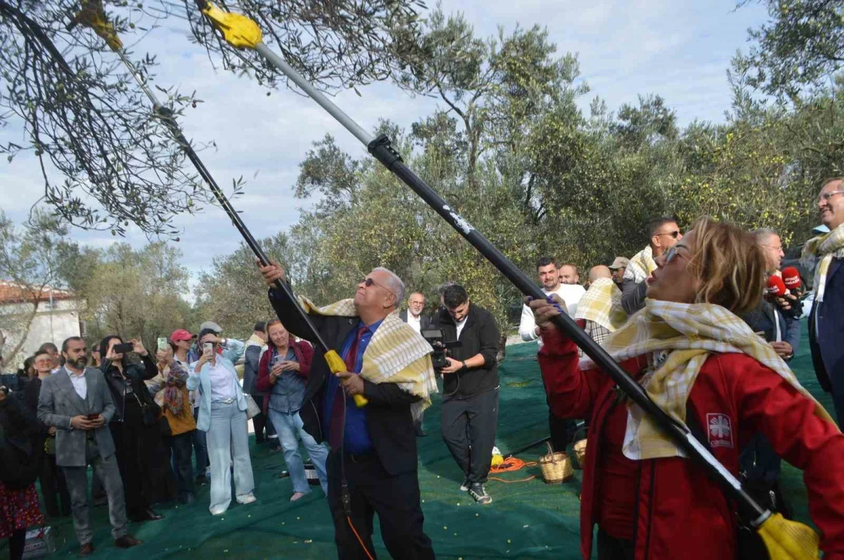 Ayvalık'ta 21. Zeytin Festivali'nde hasat yapıldı