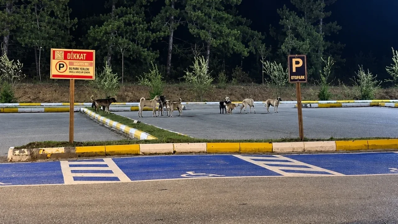 Pelitözü Gölpark'ta köpek grupları tedirgin ediyor