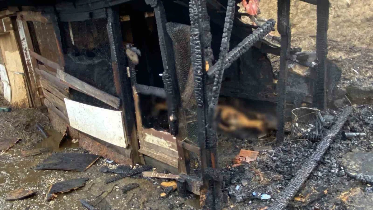 Kocaeli'de ahır yangınında 34 hayvan telef oldu