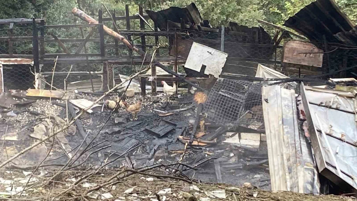 Kocaeli'de ahır yangınında 34 hayvan telef oldu