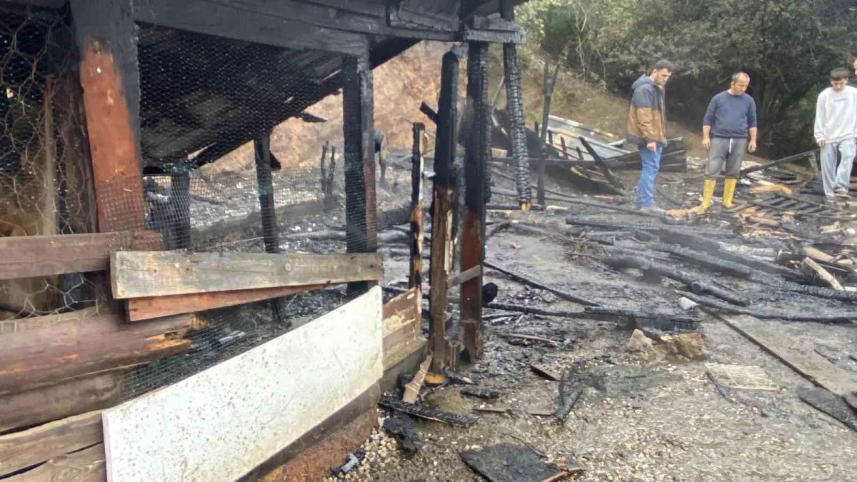 Kocaeli'de ahır yangınında 34 hayvan telef oldu