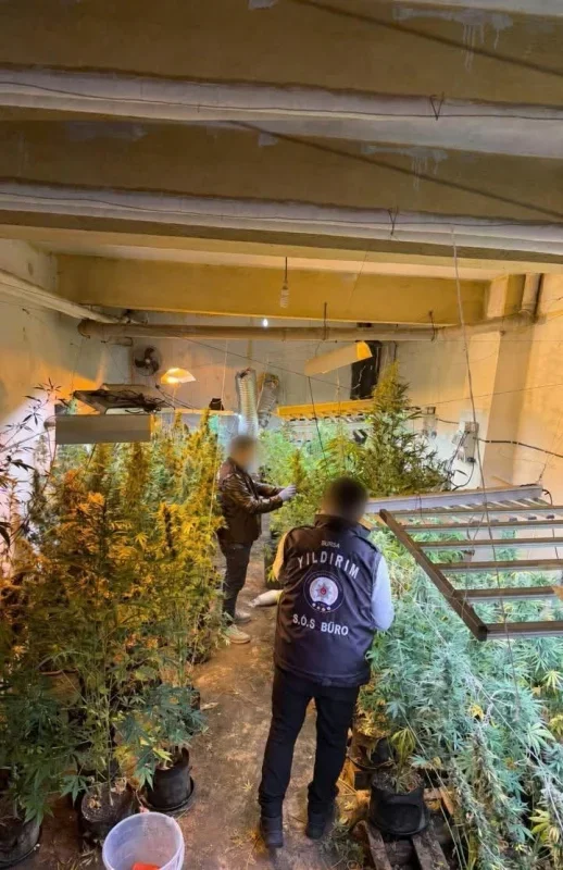 Bursa'da kasap bodrumunda kenevir serası: şüpheli tutuklandı