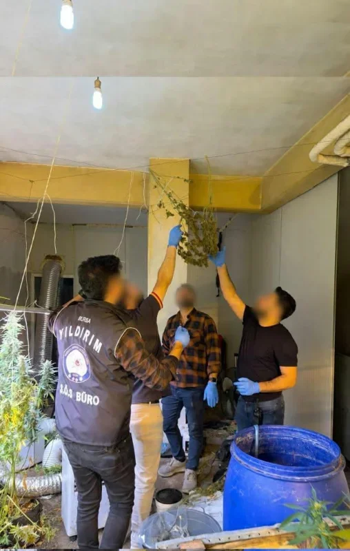 Bursa'da kasap bodrumunda kenevir serası: şüpheli tutuklandı