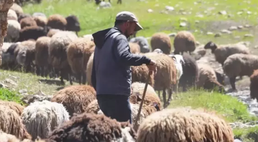 Erzincan'da Çoban Bulamayan Köylüler, Hayvanlarını Nöbetleşe Yaylıma Çıkartıyor